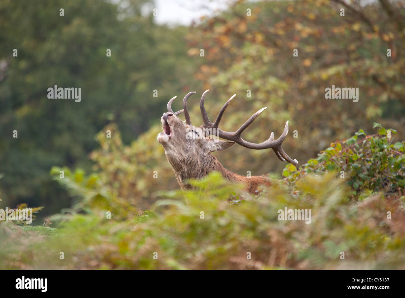Rotwild während der Paarungszeit, Richmond Park, Surrey, Großbritannien Stockfoto