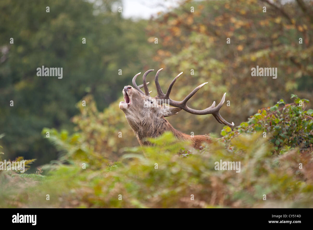 Rotwild während der Paarungszeit, Richmond Park, Surrey, Großbritannien Stockfoto