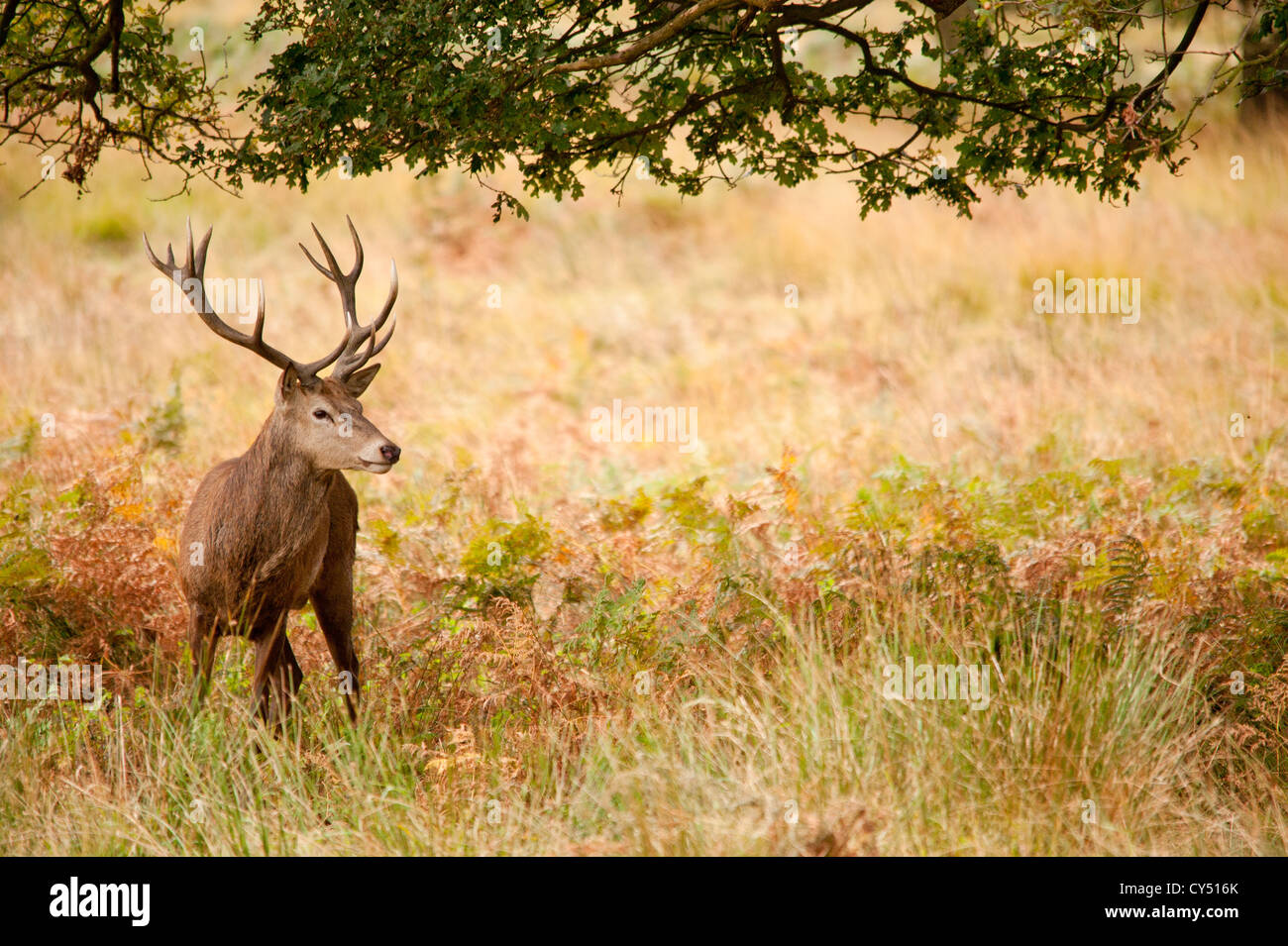 Rotwild während der Paarungszeit, Richmond Park, Surrey, Großbritannien Stockfoto