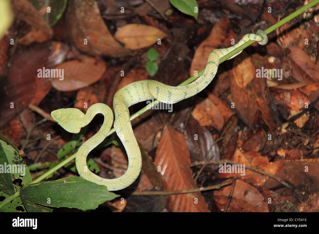 Wagler Grubenotter (Tropidolaemus Wagleri) aka Tempel Viper, Sepilok, Sandakan Bezirk, Sabah, Borneo, Malaysia, Südost-Asien Stockfoto