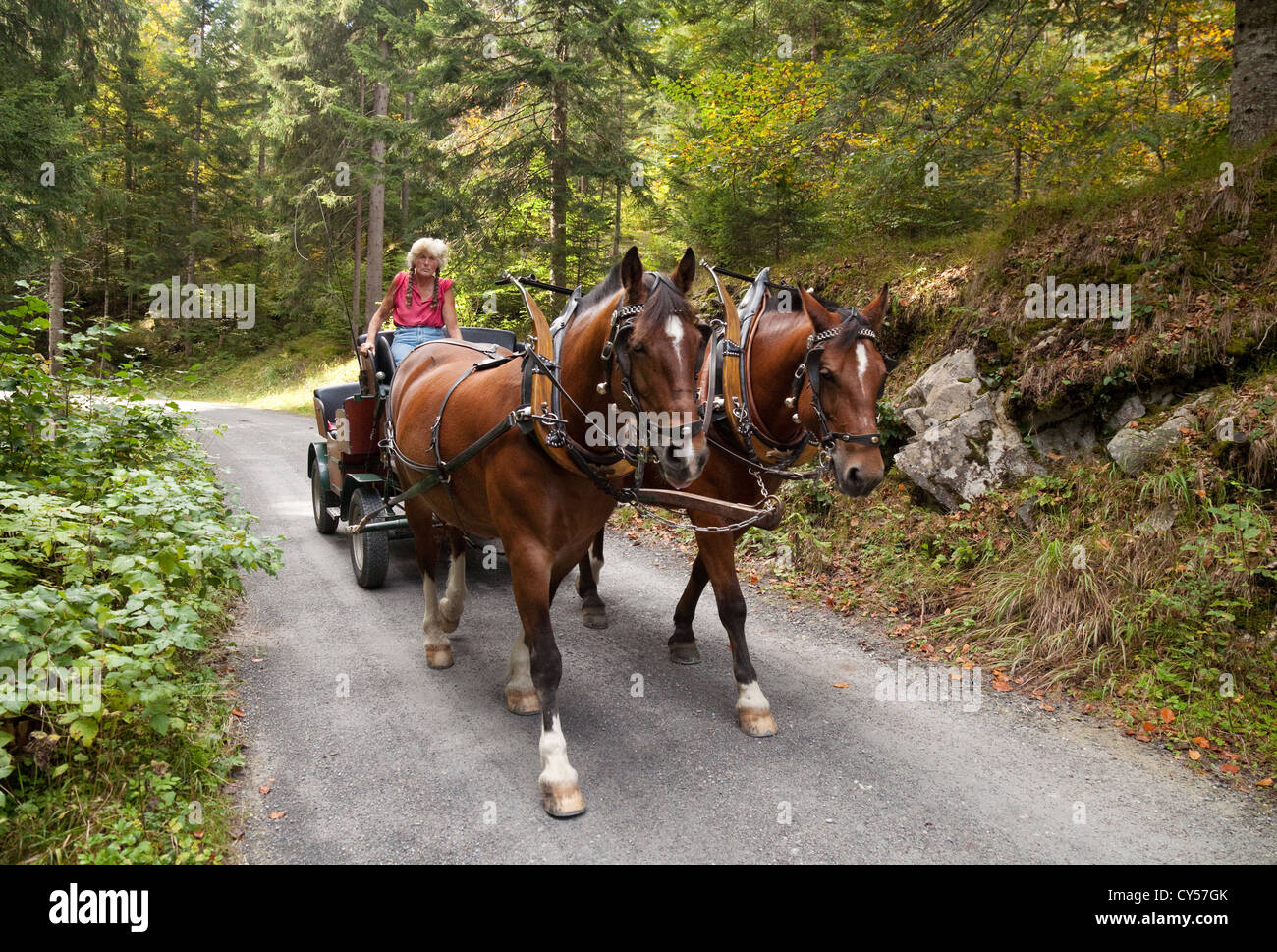 Schweizer Pferd und Wagen transport Taxi, Graubünden, Schweiz-Europa  Stockfotografie - Alamy