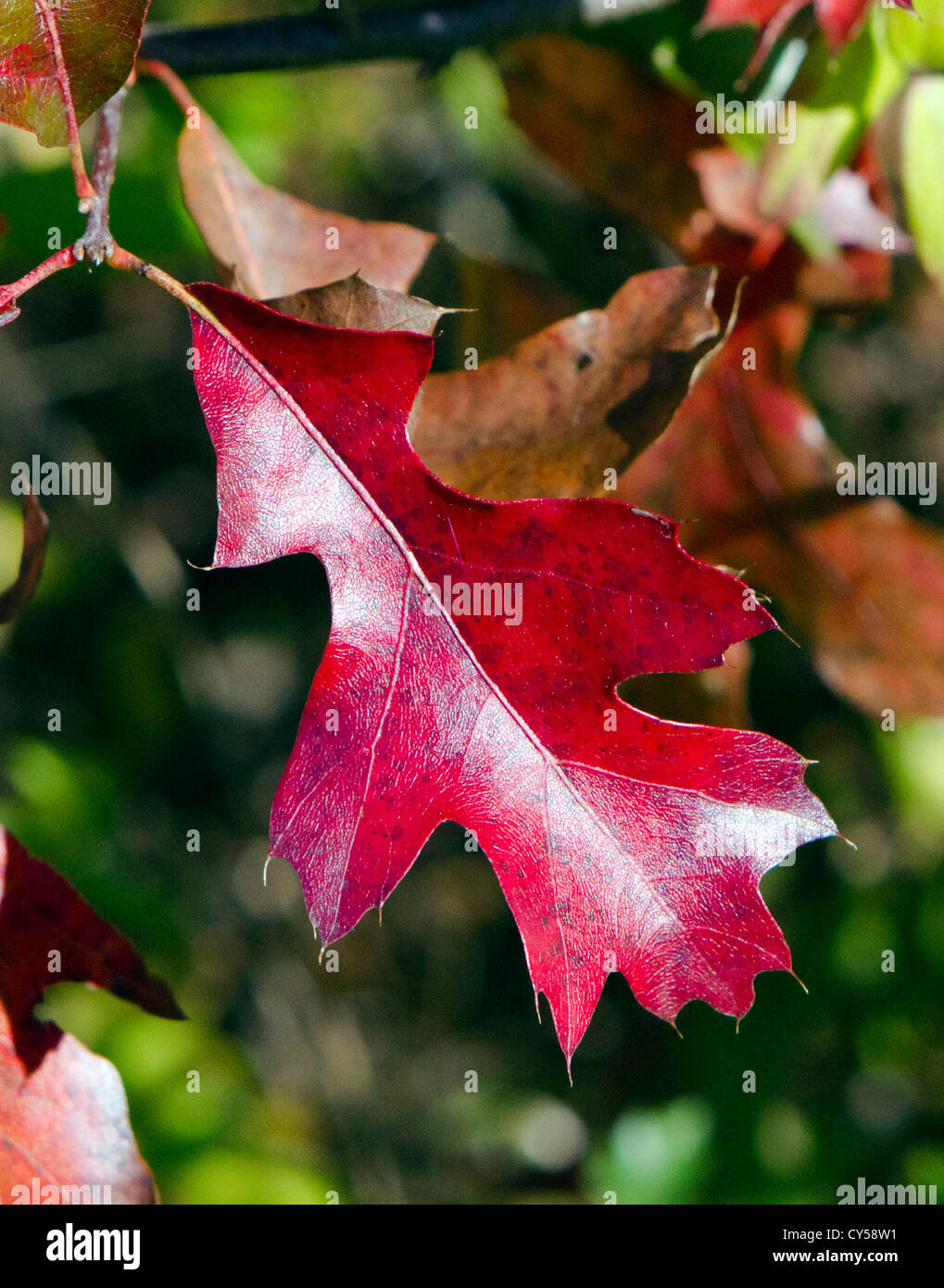 PIN-Eiche Roteiche Herbstsaison Farbe Blattfarbe. Stockfoto