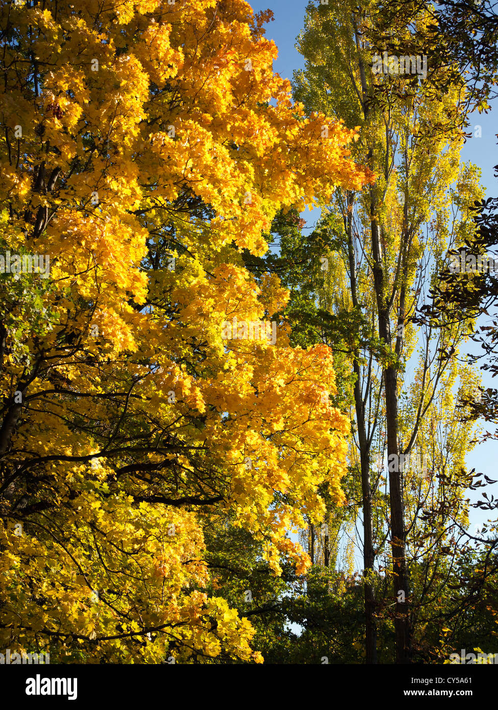 Verschiedene Herbst Bäume - Herbstfarben Stockfoto