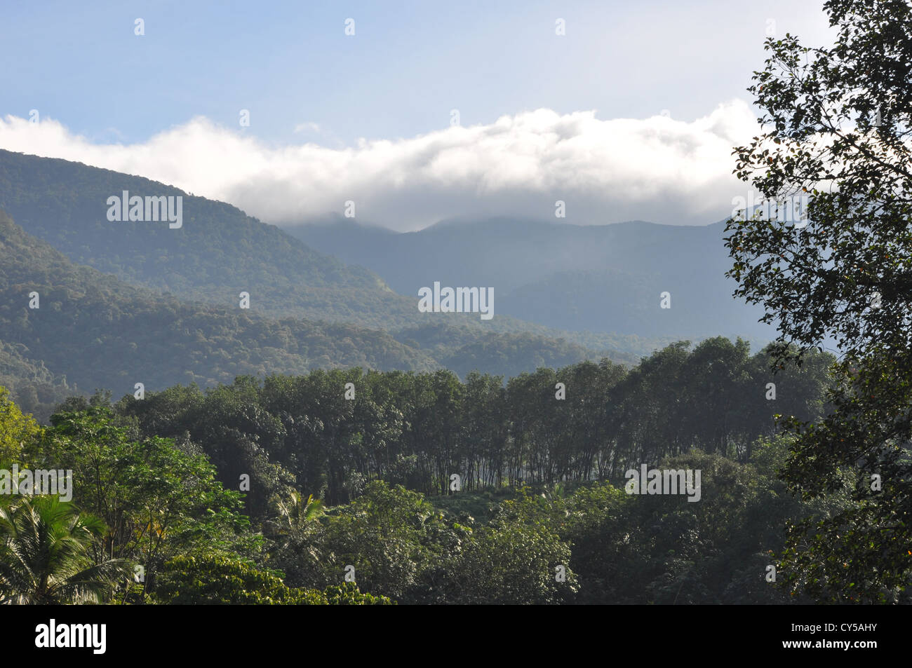 Ponmudi Hügel - ein Blick von den Fuß Hills als Wolken flirt mit den Hügeln Stockfoto