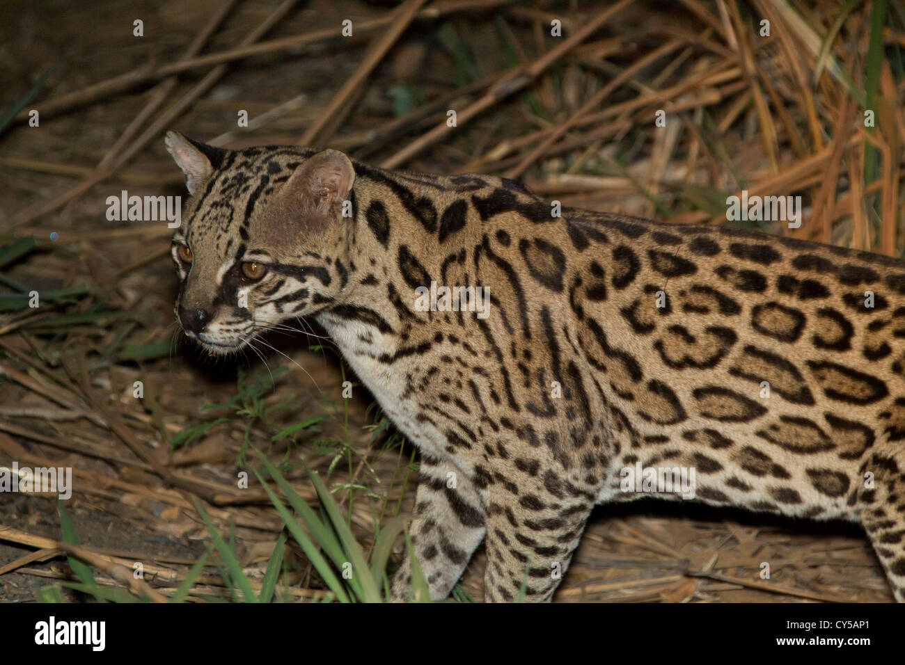 39+ Ozelot Kaufen Images