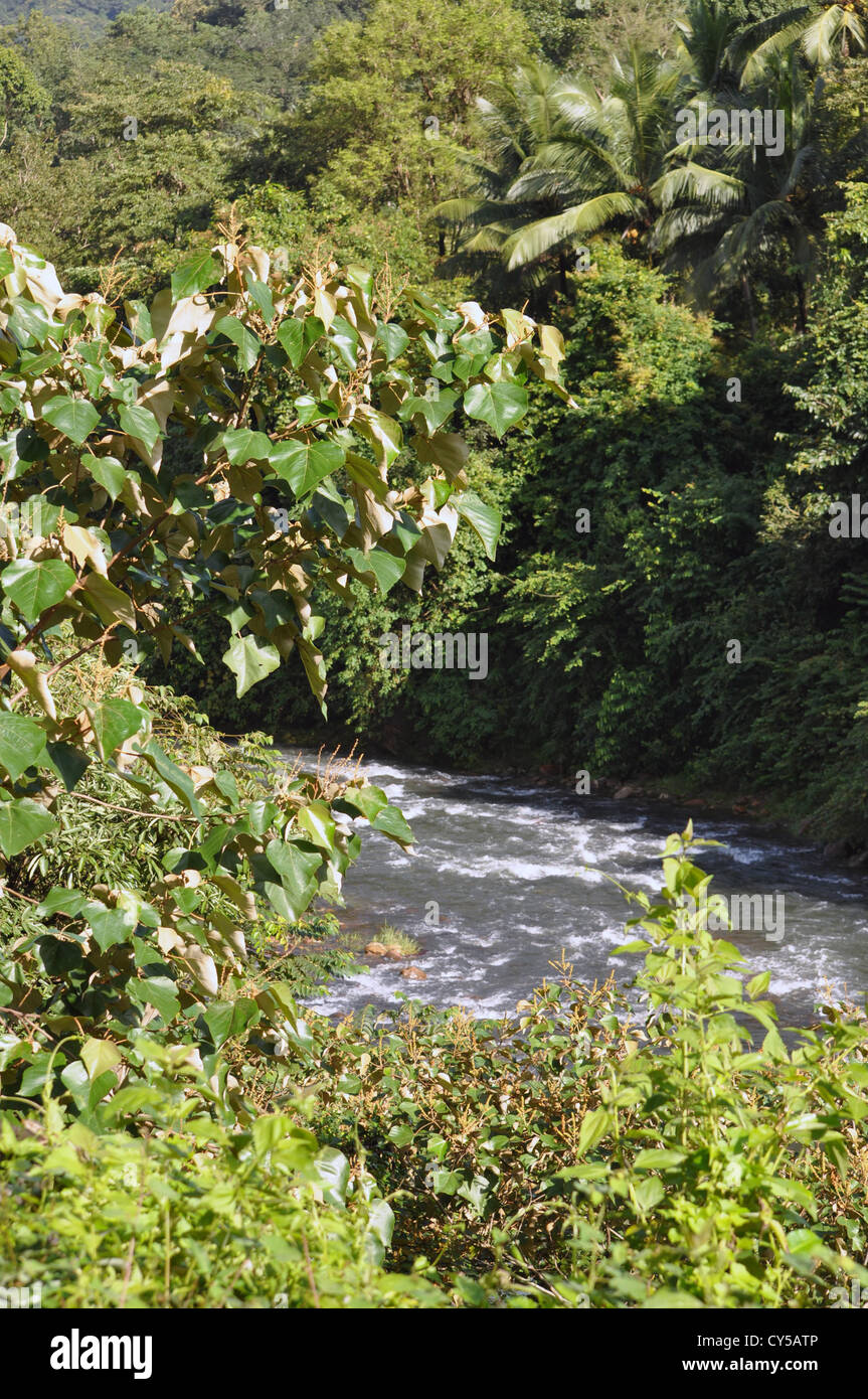 Ein frisches Wasser-Strom, der von den Ponmudi Hügeln hinunter fließt Stockfoto