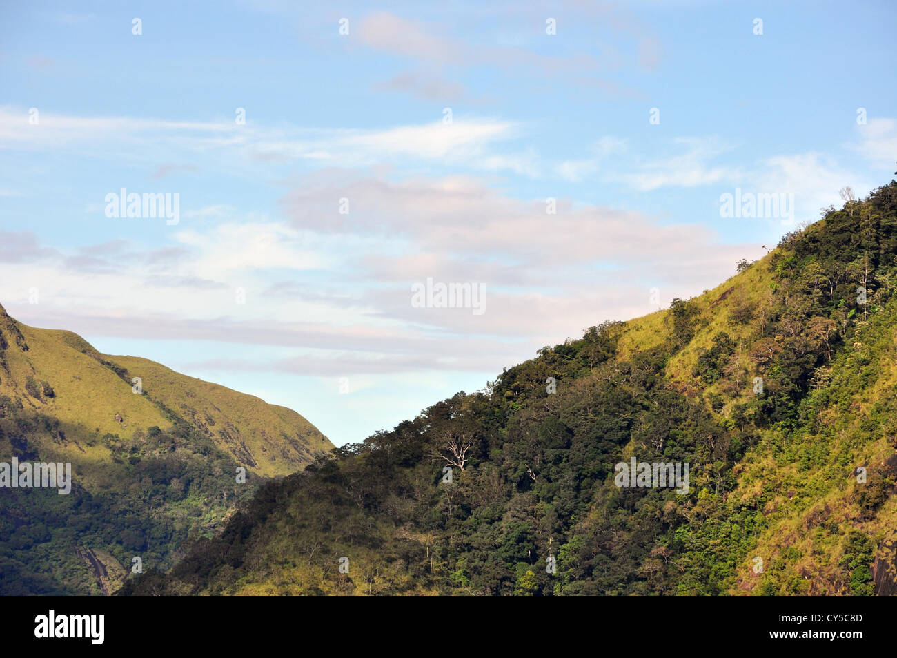 Ponmudi Hügel, Trivandrum bedeckt mit dem goldenen Rasen, der ihm seinen Namen gibt Stockfoto