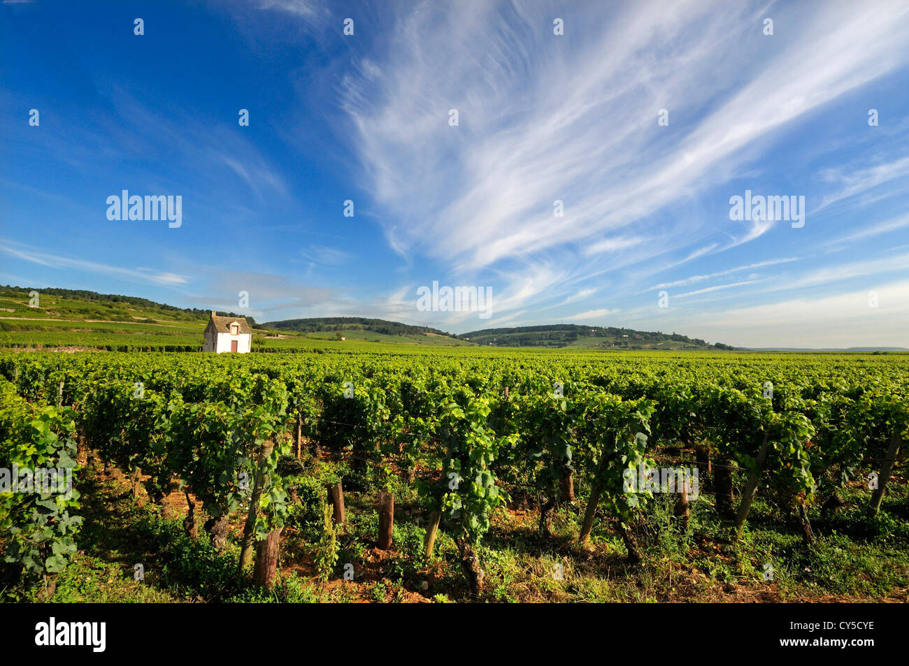 Weinberghütte, Weinberg, Cote de Beaune, Bourgogne Franche Comte, Frankreich, Europa Stockfoto