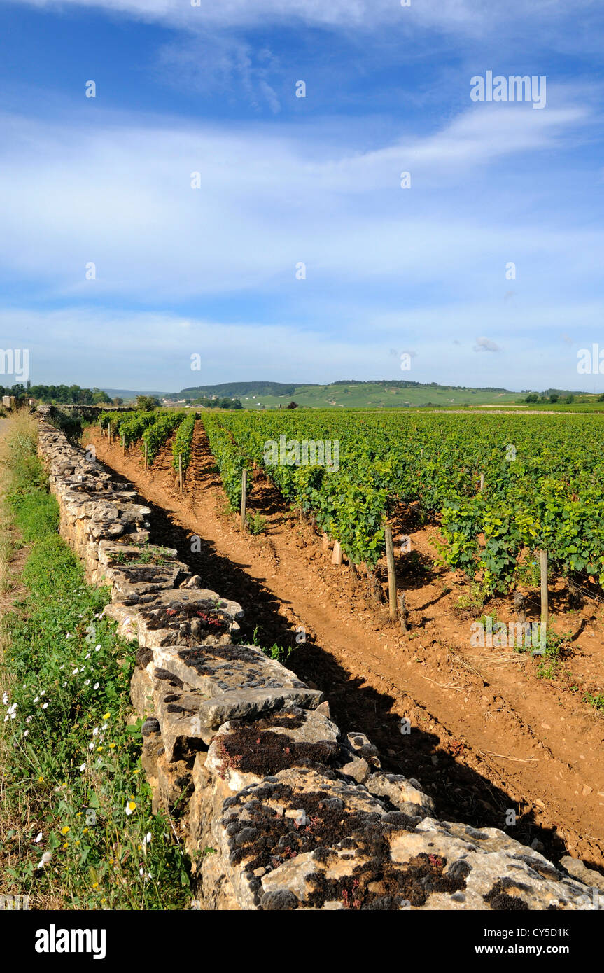 Steinmauer, Weinberg, Côte de Beaune, Burgund, Frankreich, Europa Stockfoto