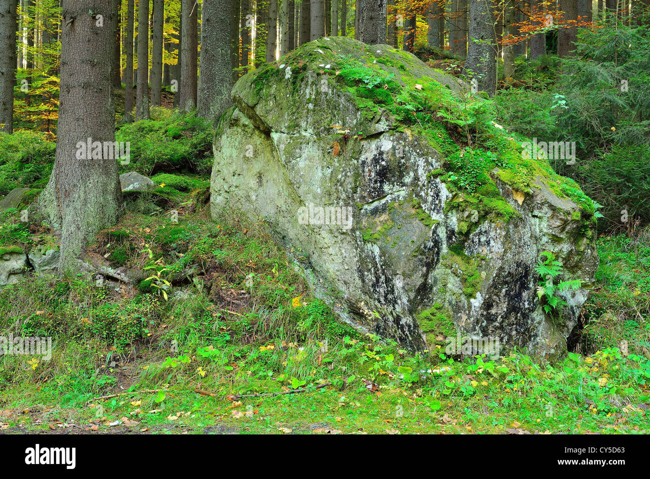 Moos bedeckte Felsbrocken im Wald in der Nähe von Schweidnitzer Klodzko niedriger Schlesien Polen Stockfoto