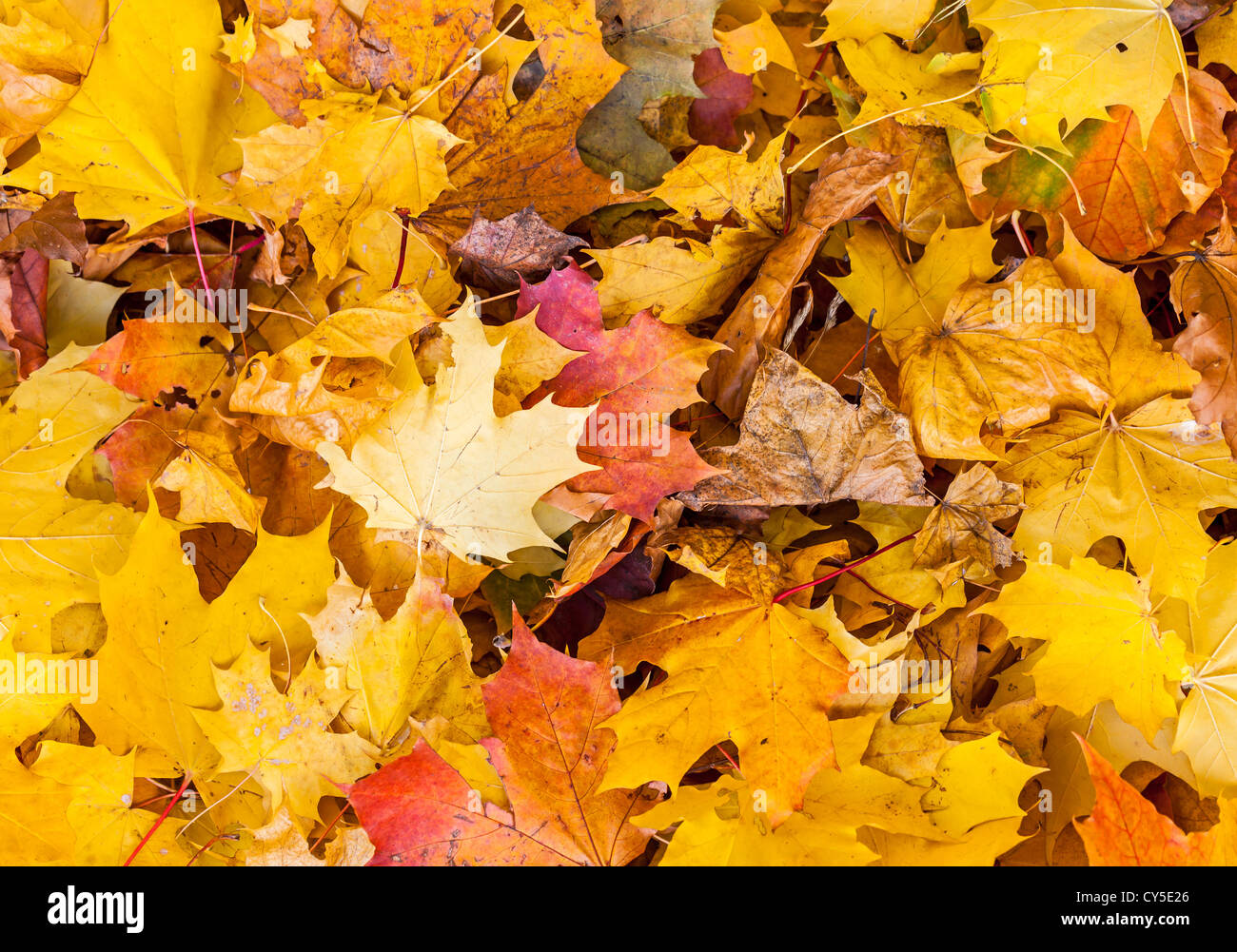 Im freien Hintergrundtextur mit leuchtend orange Herbst Blätter auf dem Boden Stockfoto