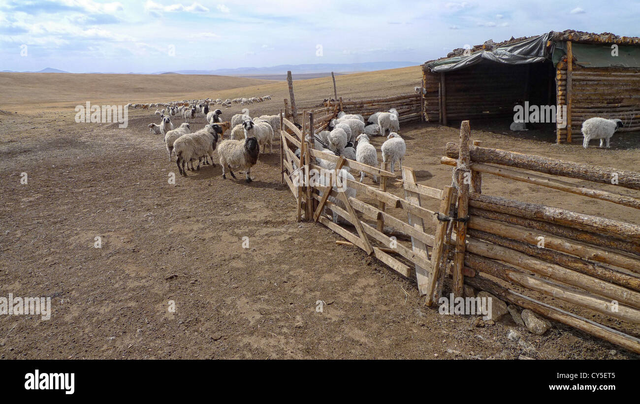 Schafe auf einer kleinen Farm in der Mongolei. Besucht während einer Pause auf der Trans-Mongolischen Eisenbahn zwischen Peking und Moskau. Stockfoto