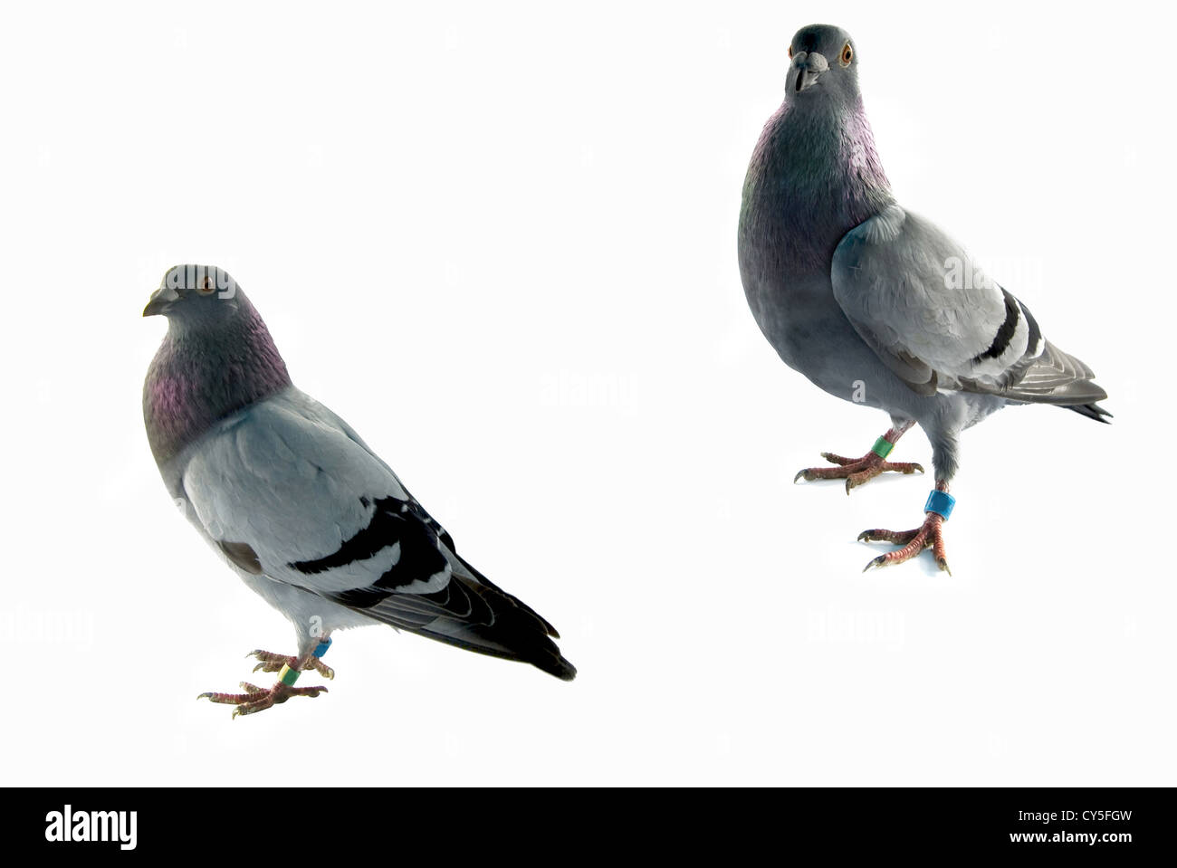 Tauben. Isoliert auf weißem Hintergrund. Stockfoto Tauben. Isoliert auf weißem Hintergrund. Stockfoto