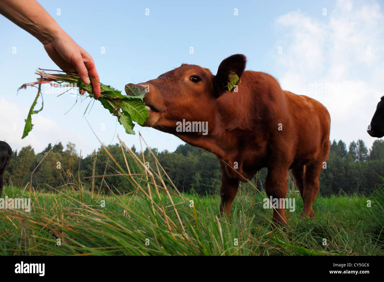 Rotbraunes kalb Fotos und Bildmaterial in hoher Auflösung Alamy