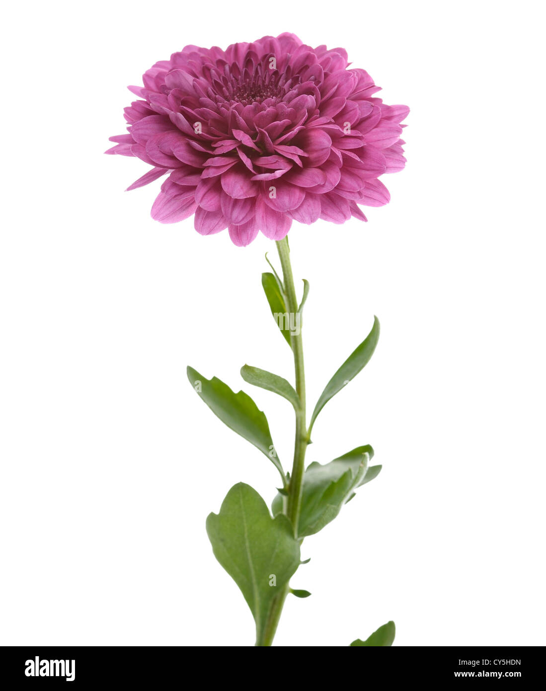 Lila Chrysanthemenblüte auf weißem Hintergrund Stockfoto
