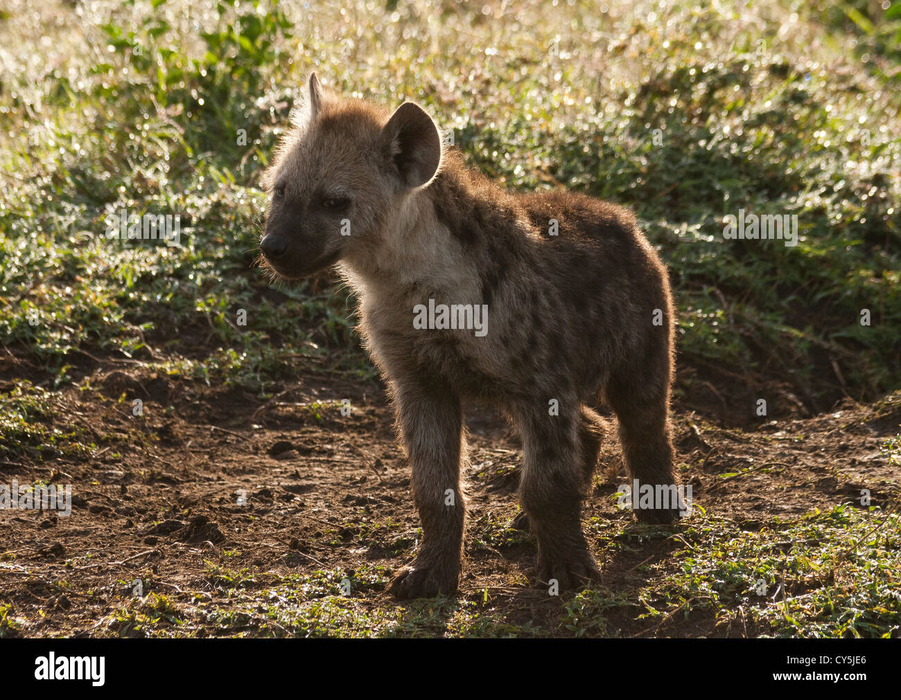 Jung entdeckte Hyäne Cub (Crocuta Crocuta) über die Masai Mara National Reserve, Kenia, Ostafrika. Stockfoto