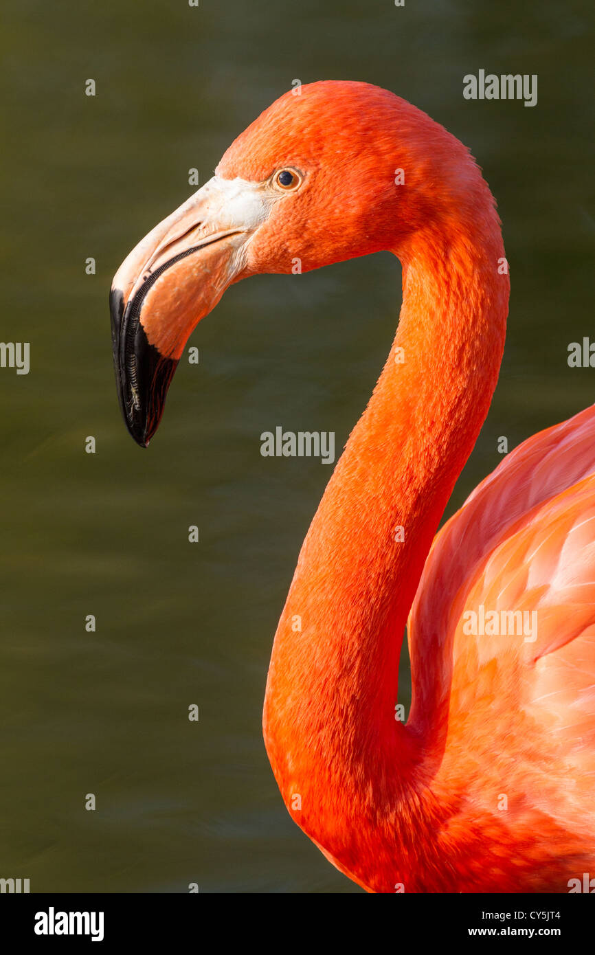 Nahaufnahme von einem amerikanischen Flamingo (Phoenicopterus Ruber), soft-Fokus Wasser Hintergrund Stockfoto