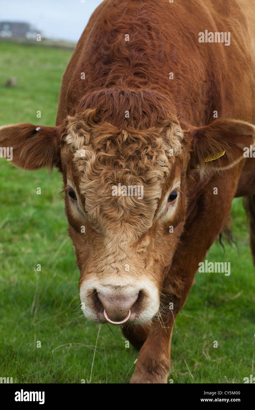 Limousin Stier (Bos taurus). Inländische kontinentale Rasse, die aus Südfrankreich in die Regionen des Limousin und Marche. Stockfoto