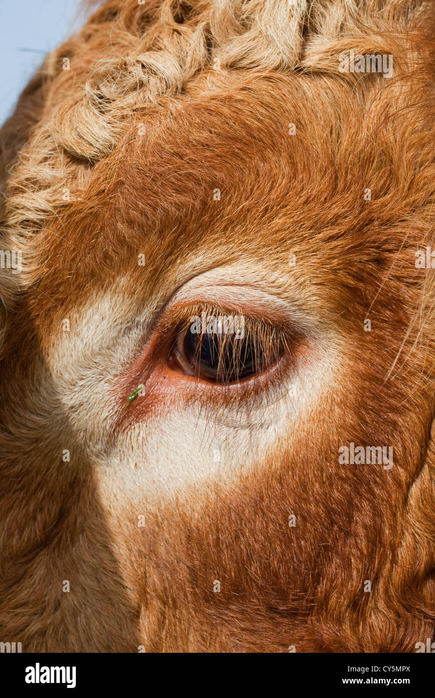 Augen und Wimpern ein Limousin-Stier (Bos Taurus). Stockfoto