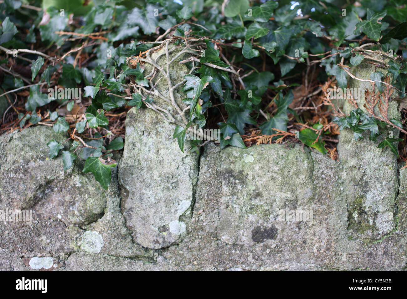 Efeu an einer alten Steinmauer auf Dartmoor in Devon Stockfoto