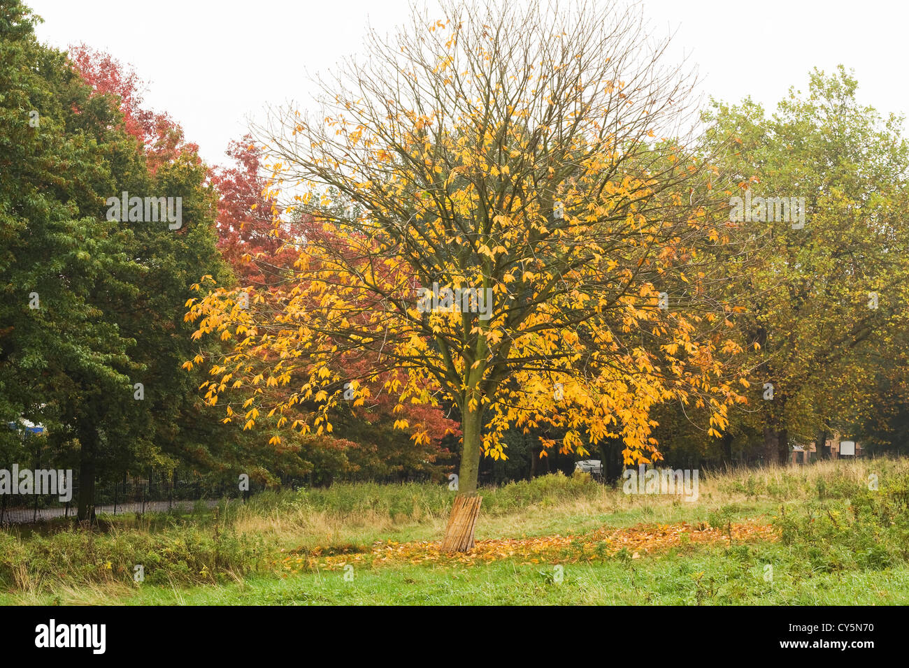 Herbst in Springfield Park London UK Stockfoto