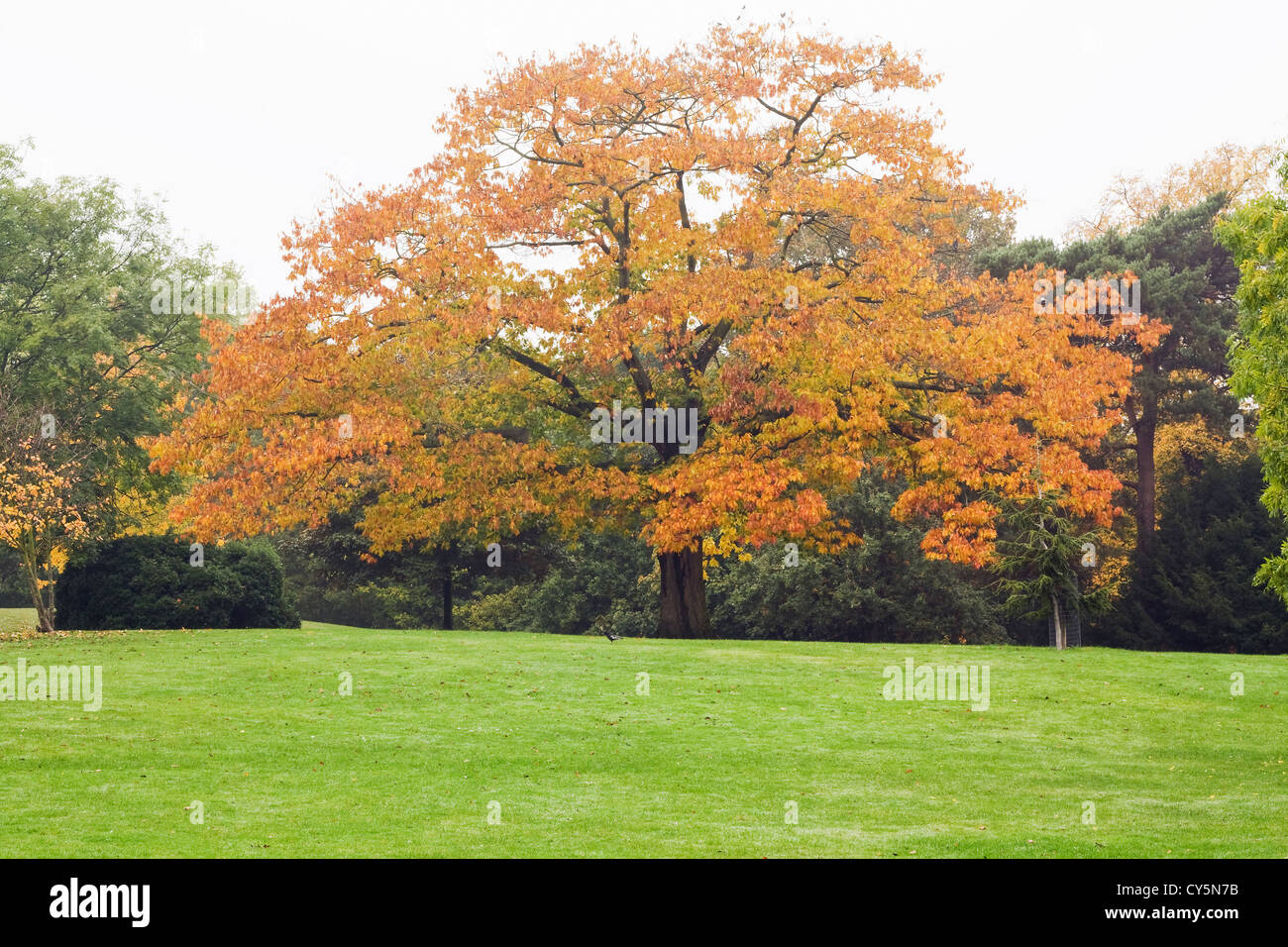 Herbst in Springfield Park, London. Stockfoto