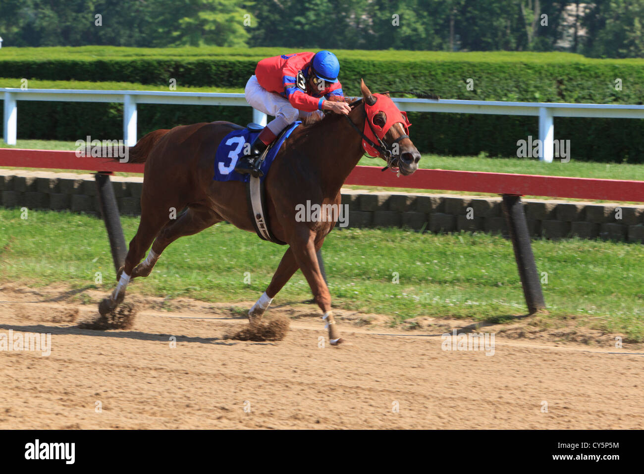 Jockey auf einem Vollblut Pferd während eines Rennens. Stockfoto