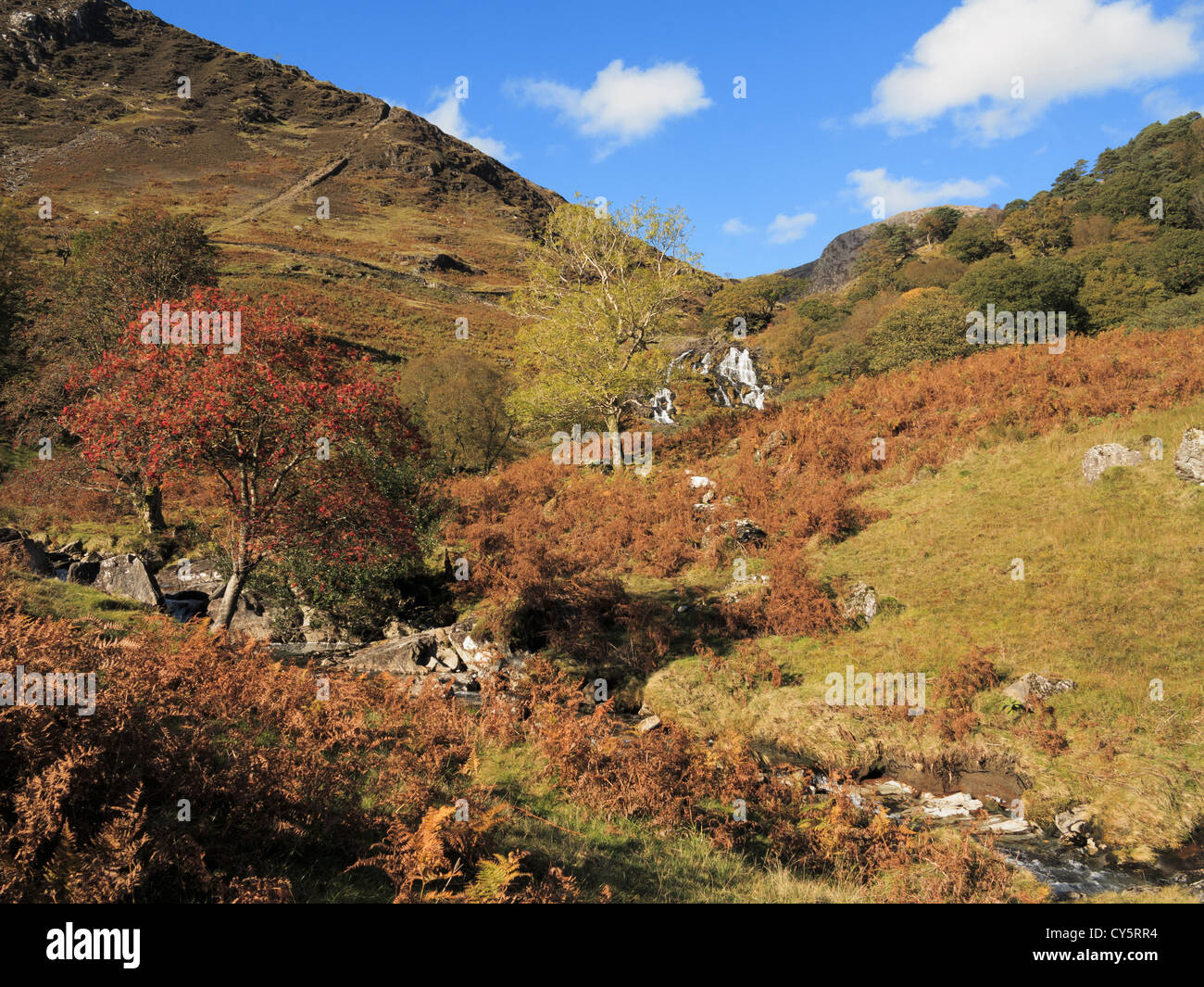 Blick auf Wasserfälle am Fluss Afon Cwm Llan in Bergen des Snowdonia National Park im Herbst. Gwynedd Nordwales UK Stockfoto