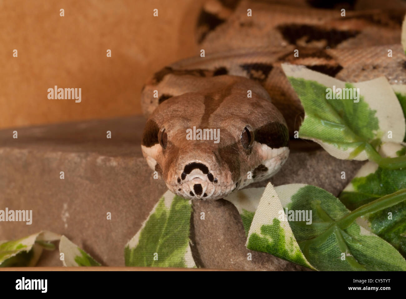 Boa Constrictor in Gefangenschaft Stockfoto