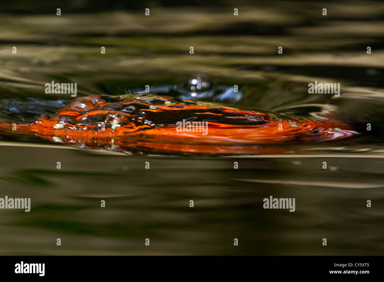 Bunten dekorativen Koi Karpfen erstellen abstrakte platzt der Orange in der Nähe der Oberfläche von einem tiefen Teich. Stockfoto