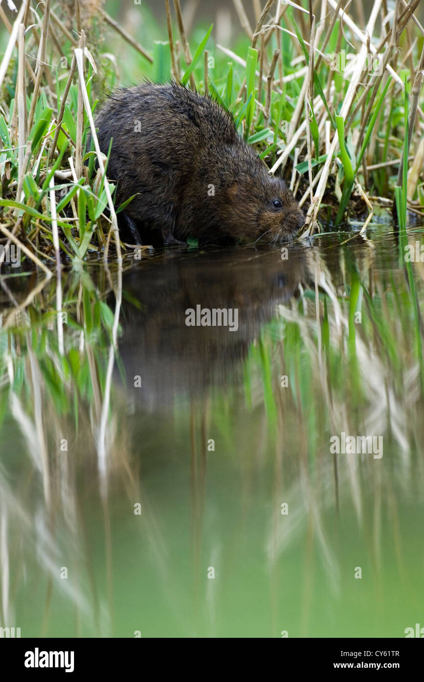 Schermaus (Arvicola Amphibius) Stockfoto