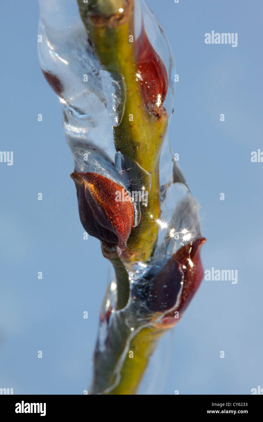 Die Kätzchen von einem grauen Erlen (Alnus Incana) sind in einem Blatt des Eises an einem kalten Tag im Frühjahr gedeckt. Stockfoto