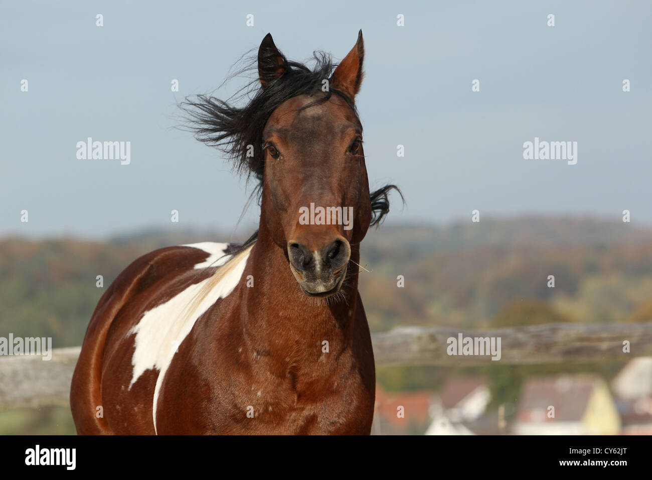 Paint Horse Hengst Stockfoto