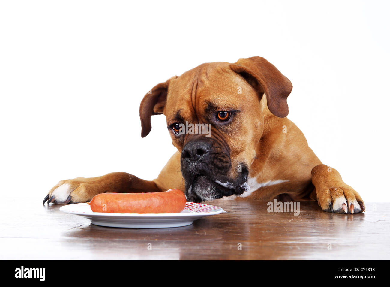 Deutscher Boxer Stockfoto