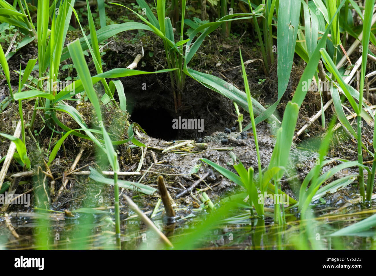 Nest-Loch einer Wasser-Wühlmaus (Arvicola Amphibius) Stockfoto