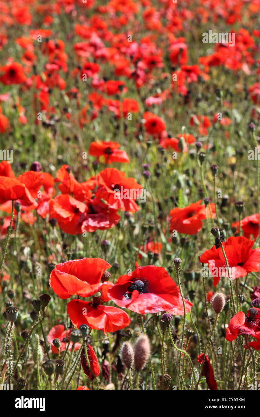 Rote Mohnblumen wächst in einem Feld in Norfolk, England. Stockfoto