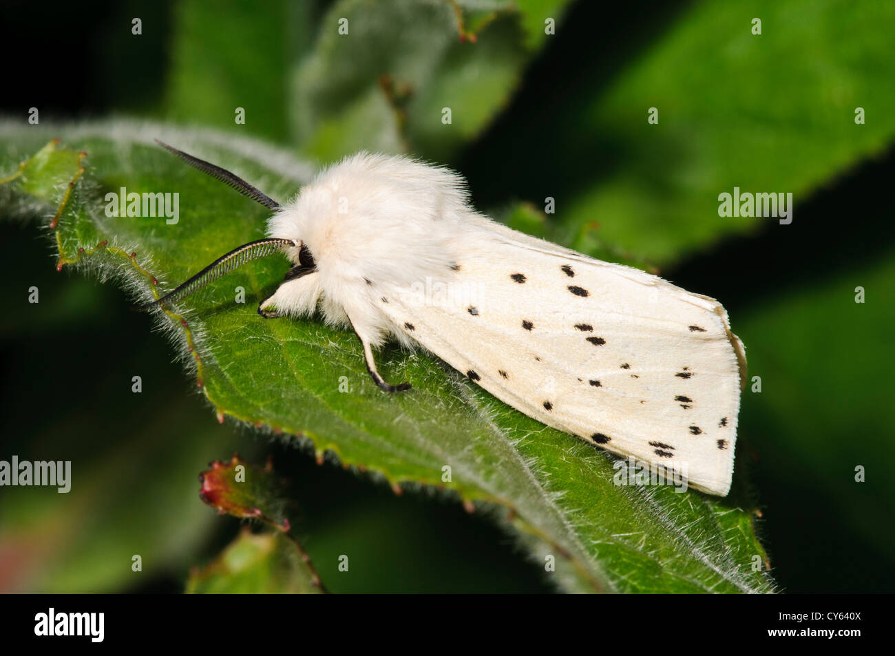 Eine Erwachsene männliche weiße Hermelin Motte (Spilosoma Urticae) auf einem Blatt im Priorat Wasser Naturreservat, Leicestershire. Mai. Stockfoto