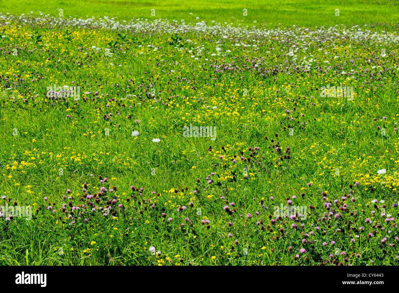 Weide mit Spätsommer Wildblumen, Manitoulin Island - Manitowaning, Ontario, Kanada Stockfoto