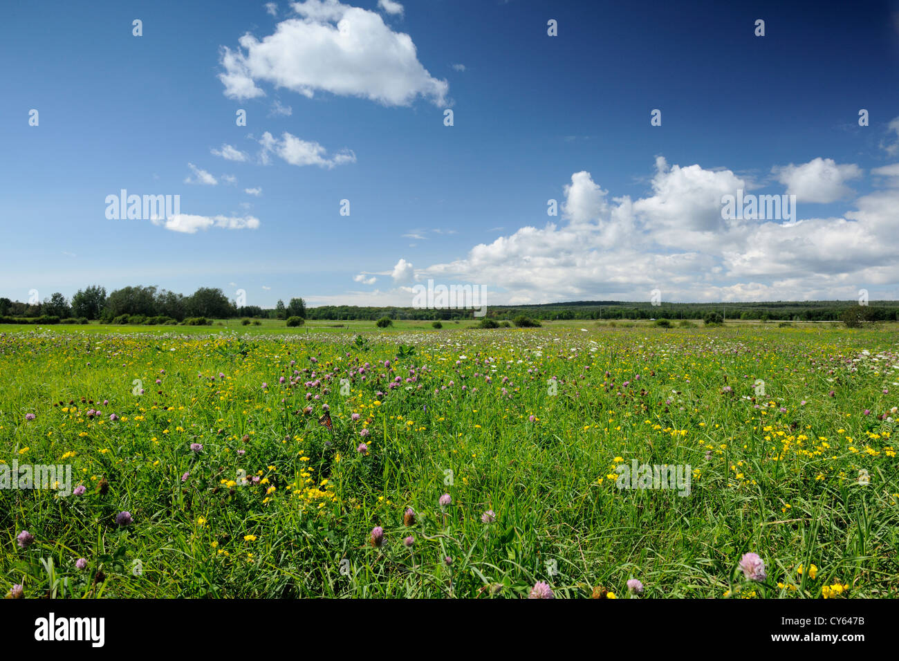 Weide mit Spätsommer Wildblumen, Manitoulin Island - Manitowaning, Ontario, Kanada Stockfoto