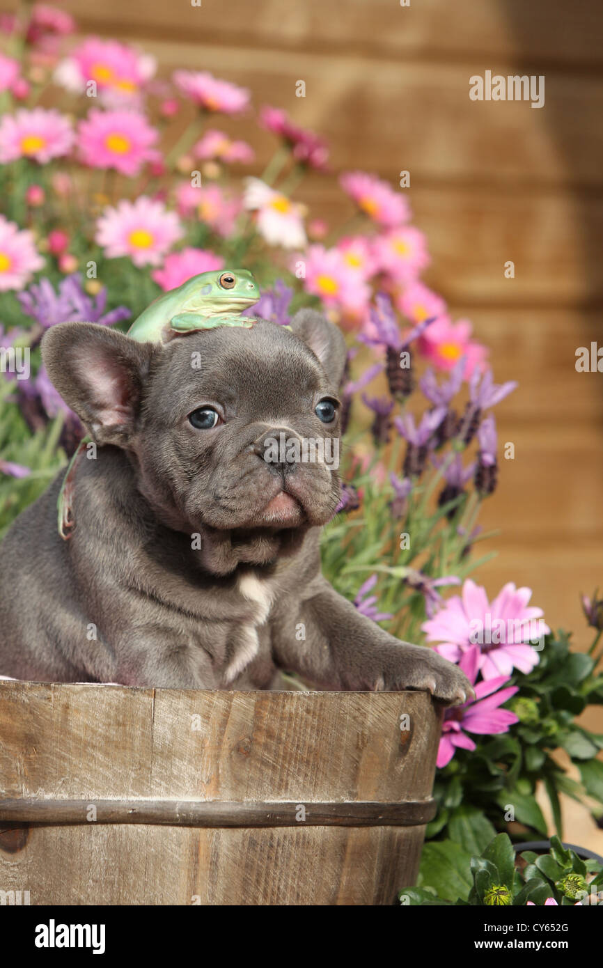 Welpen und Frosch Stockfoto