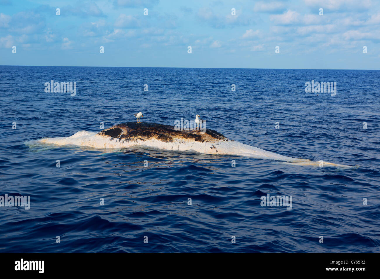 Toter Wal im Meer mit Möwen über Kopf schweben Stockfoto