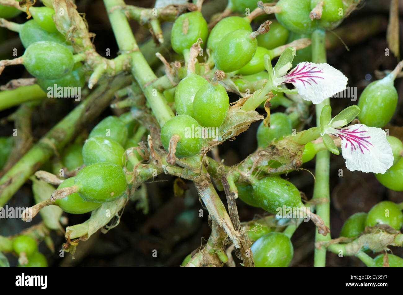 Kardamom-Pflanze - Elettaria Cardamomum in Munnar, Kerala Indien hautnah Stockfoto