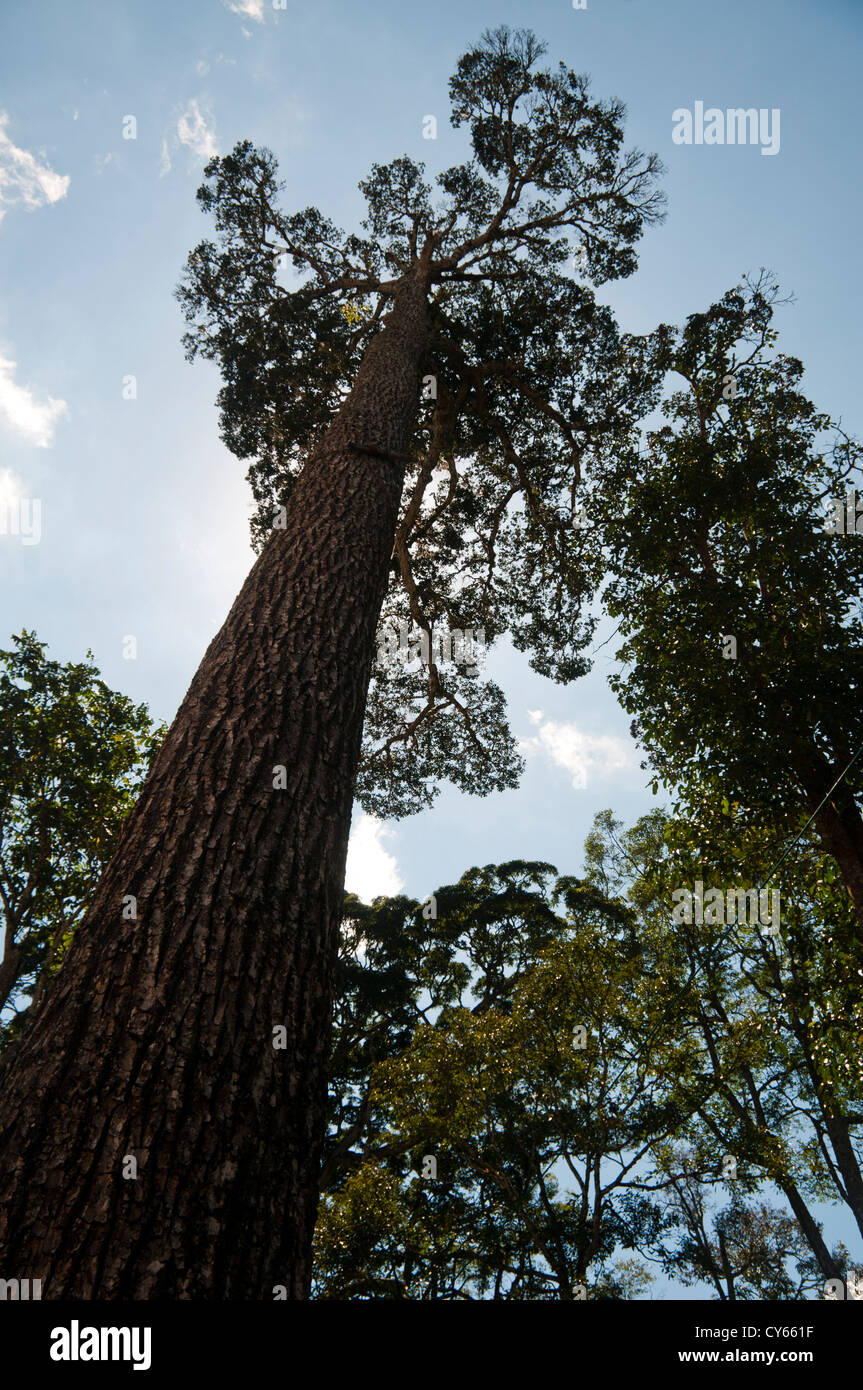 Rosenholz-Baum, schwarzen Holz, Indien Stockfoto