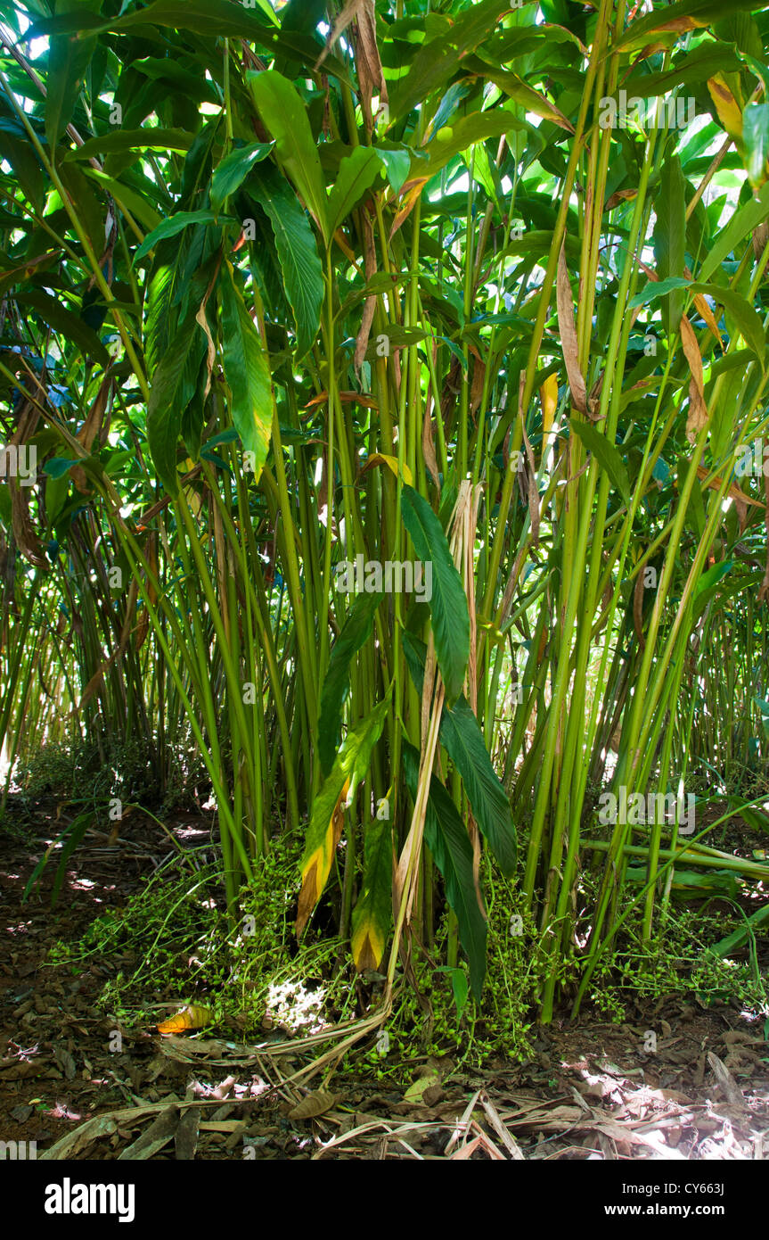 Kardamom, Landwirtschaft, Cochin Kerala Indien Stockfoto