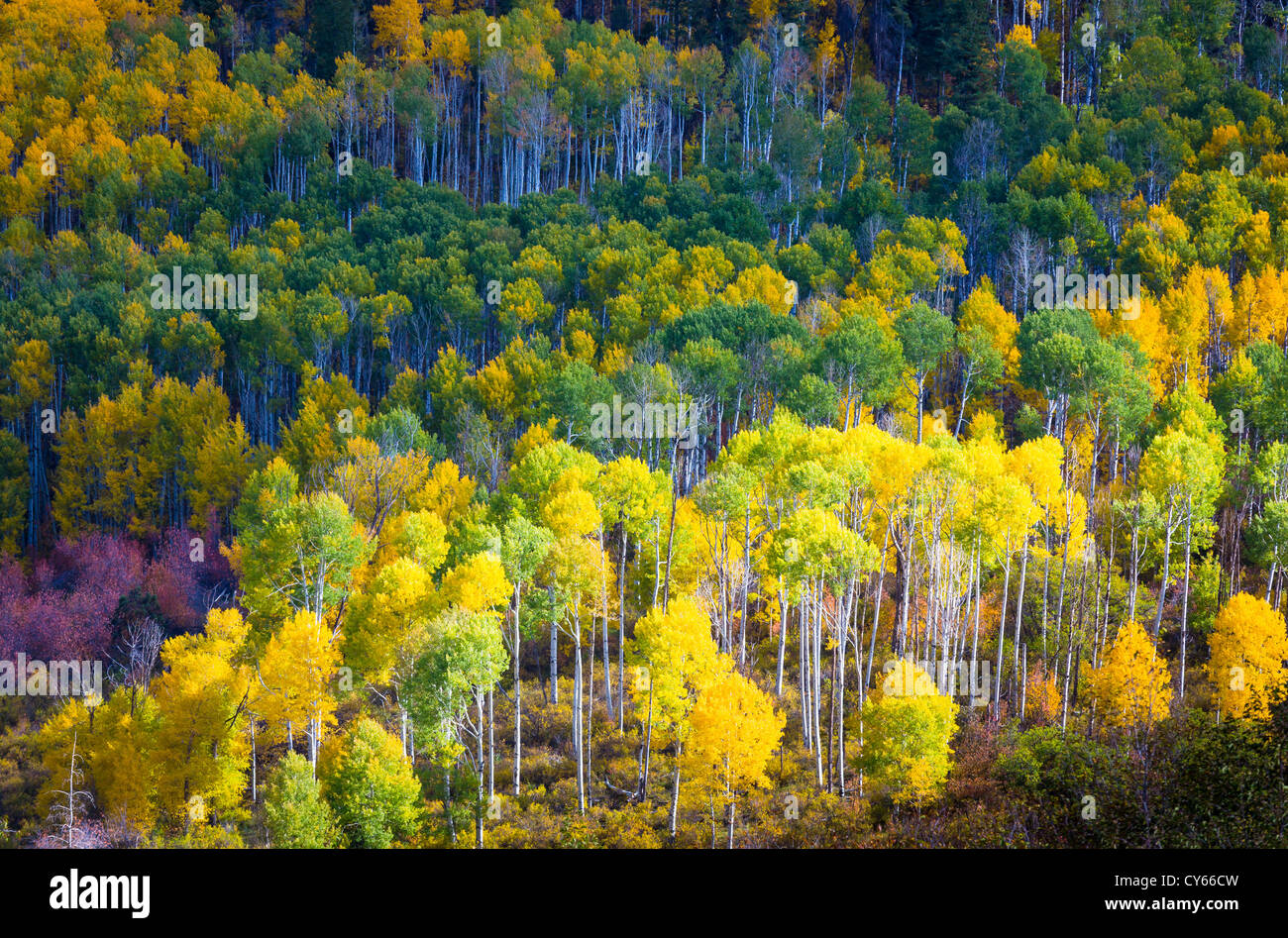 Espen am Hang in den San Juan Mountains von Colorado Stockfoto