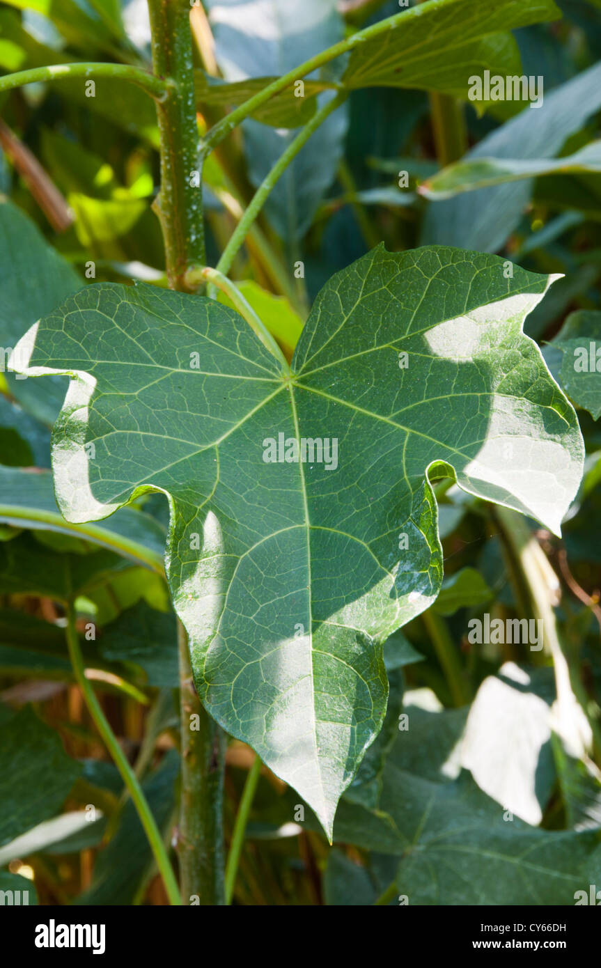 Biodiesel Kraftstoff-Anlage - Jatropha Curcas Stockfoto