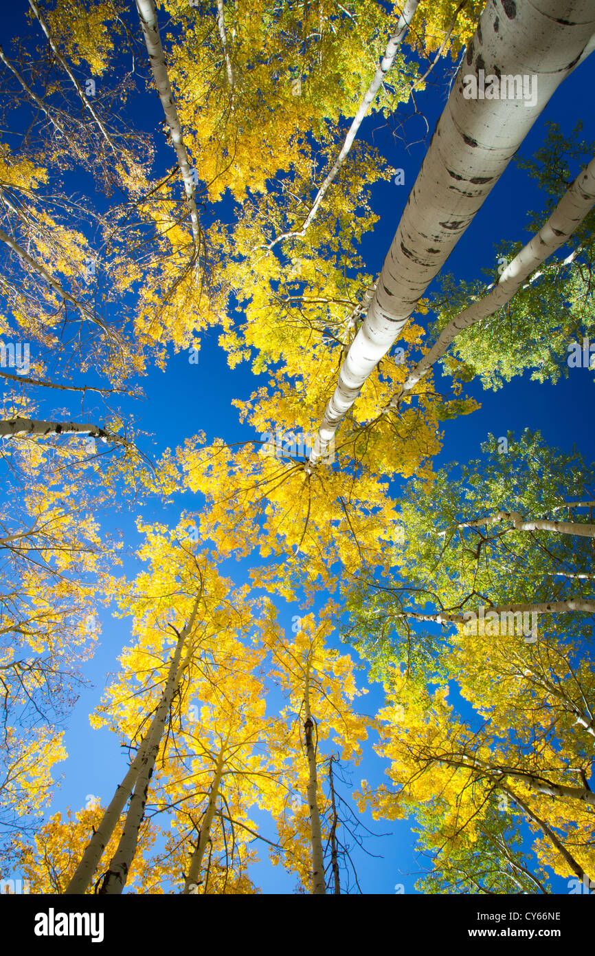 Aspen Grove in Herbstfarben in den San Juan Mountains von Colorado Stockfoto