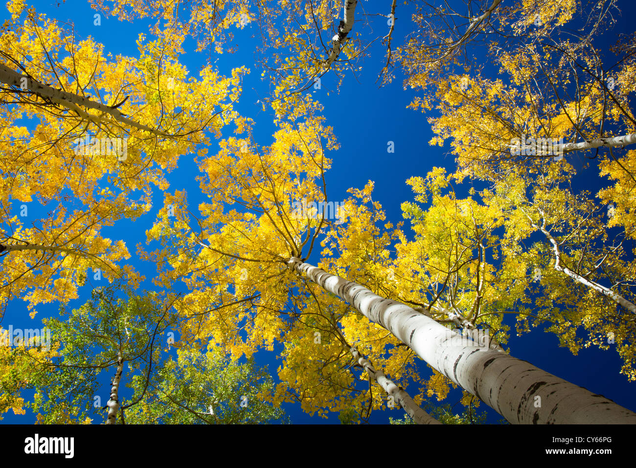 Aspen Grove in Herbstfarben in den San Juan Mountains von Colorado Stockfoto