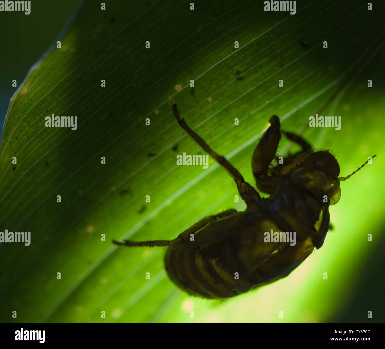 Männliche Zikaden - haben lautere Krachmachern genannt Pauken Stockfoto