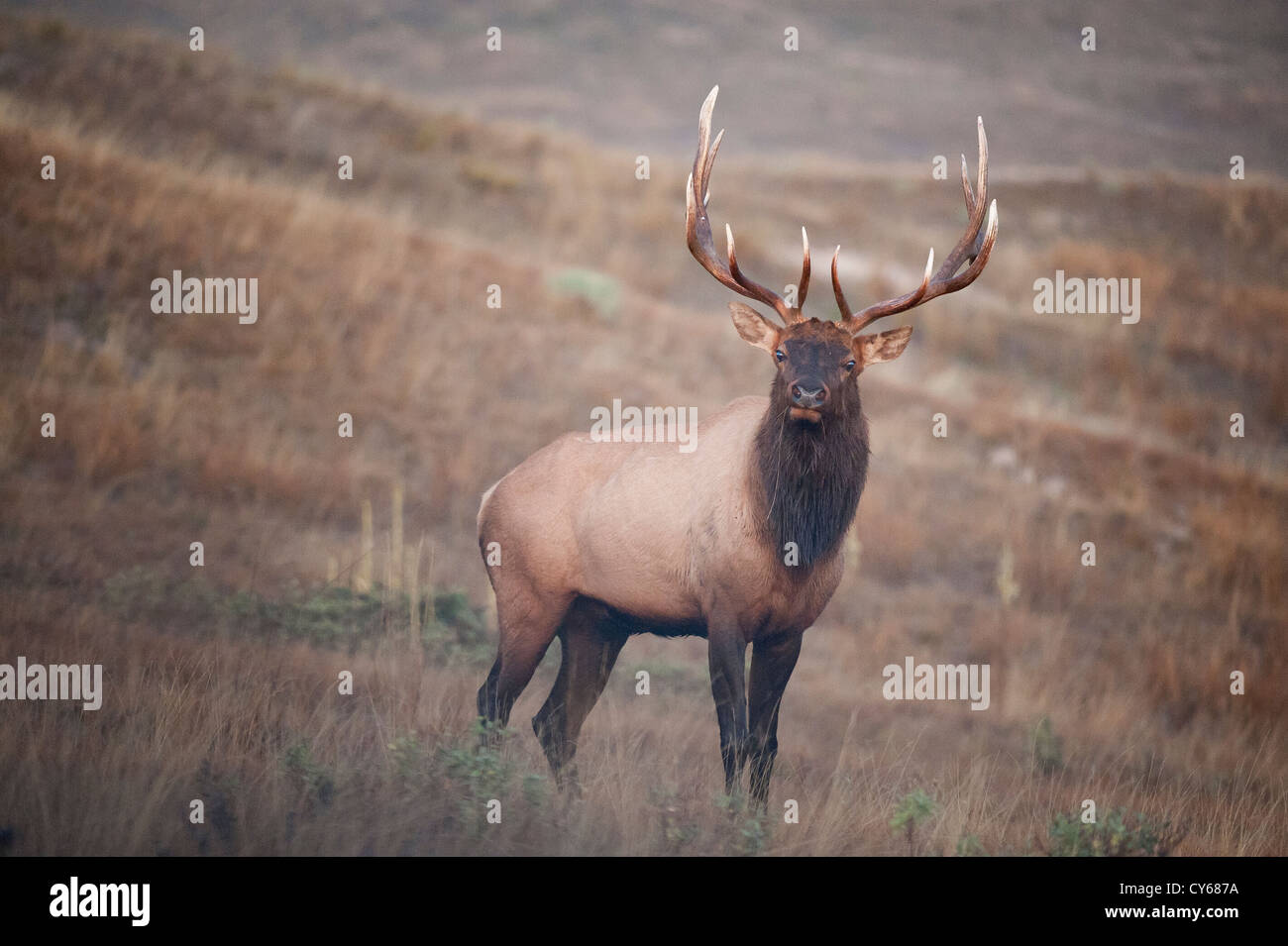 Ein Stier Elch gibt einen trotzigen starren während der Brunft, Western Montana Stockfoto